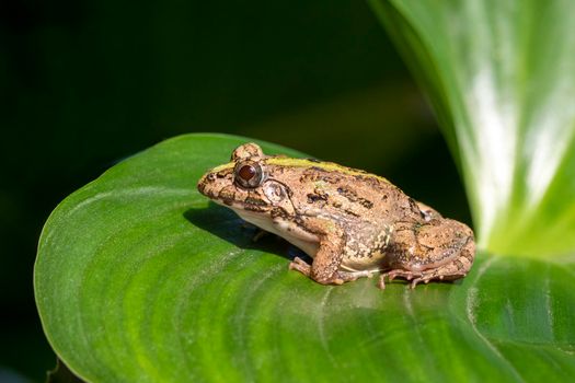 Image of brown frog on green leaves. Pelophylax ridibundus. Animal. Amphibians.