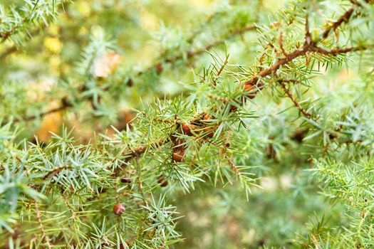 Close up of green berries of juniper tree ,evergreen tree with green needles with seed cones