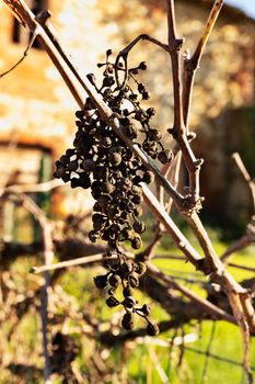 One dry black grapes  on the plant in rural scene 