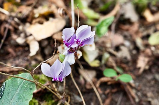 Beautiful wild purple flowers of cyclamen in undergrowth