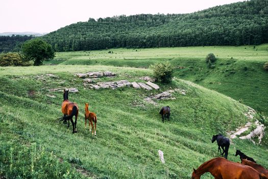 herd of horses in the field green grass animals landscape. High quality photo