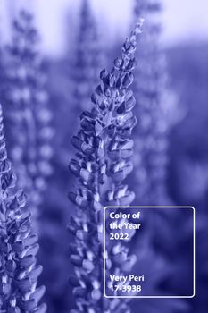 Bunch of violet blue lupine flowers in a summer meadow background. Demonstrating the colors of 2022 - Very Peri