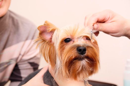 Yorkshire Terrier getting his hair cut at the groomer