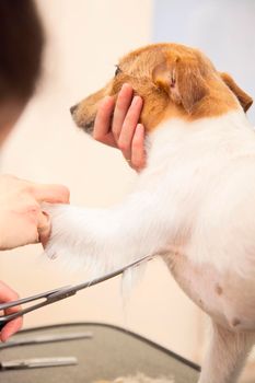 Hairdresser mows fur on the paws of Jack Russell Terrier with a scissors