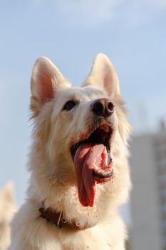 Portrait of a white Swiss Shepherd. In the mouth the blood from the wounds received during training.