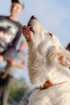 Portrait of a white Swiss Shepherd. In the mouth the blood from the wounds received during training.