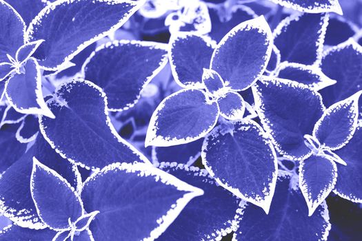 Background from leaves close-up in color Very Peri. Demonstrating the colors of 2022 - Very Peri