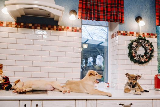 three puppies are lying on the countertop in the Christmas kitchen at home.