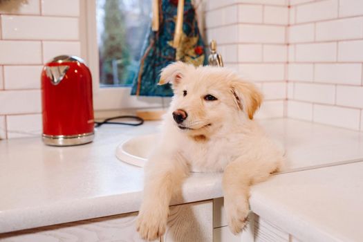 Beige puppy lies in the sink in the kitchen at home.