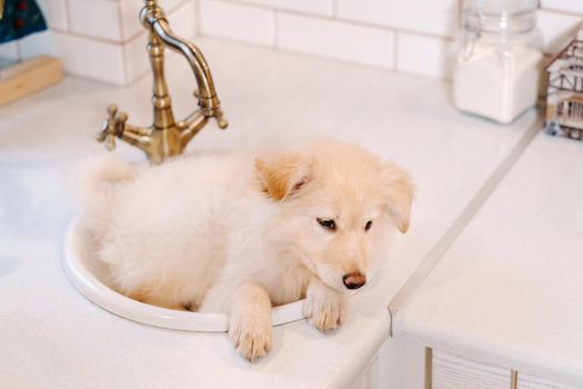 Beige puppy lies in the sink in the kitchen at home.