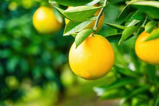 Spectacular view of the Orange Garden, summer background. Farming content. A picturesque day and a gorgeous scene. Wonderful wallpaper image. Discover the beauty of the world.