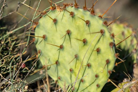 Closeup of spines on cactus, background cactus with spines.