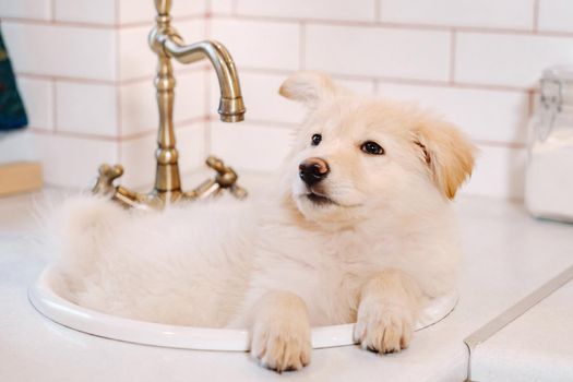 Beige puppy lies in the sink in the kitchen at home.