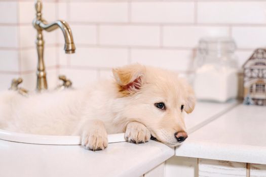 Beige puppy lies in the sink in the kitchen at home.