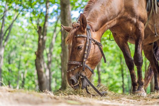 Horse in the forest eating dry grass.