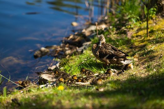 A large mother duck, ducklings rest on the shore of the reservoir and swim.