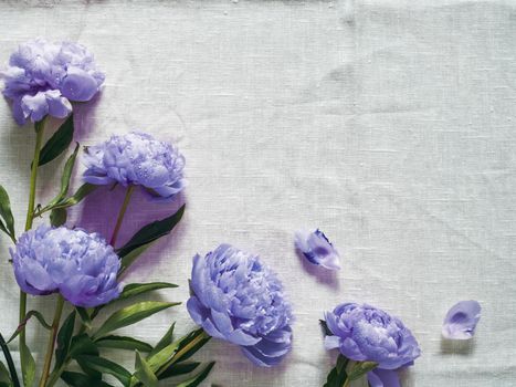 Beautiful delicate purple peonies. Top view of violet piones on white linen tablecloth background. Copy space. Flat lay. Demonstrating color of 2022 year very peri in floristic and wedding industry