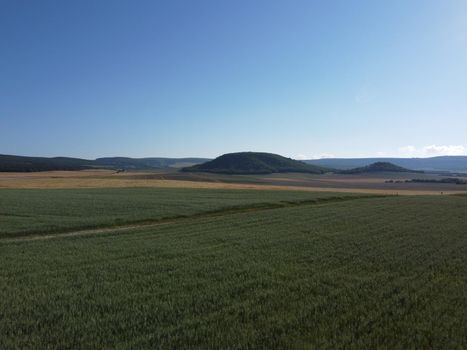 Green wheat field in countryside, close up. Field of wheat blowing in the wind at sunny spring day. Young and green Spikelets. Ears of barley crop in nature. Agronomy, industry and food production