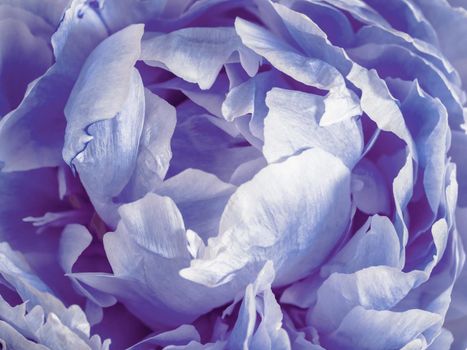 Extreme close up view of violet peony. Flower head of purple peony. Demonstrating color of 2022 year very peri in floristic and wedding industry