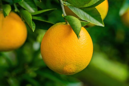 Spectacular view of the Orange Garden, summer background. Farming content. A picturesque day and a gorgeous scene. Wonderful wallpaper image. Discover the beauty of the world.