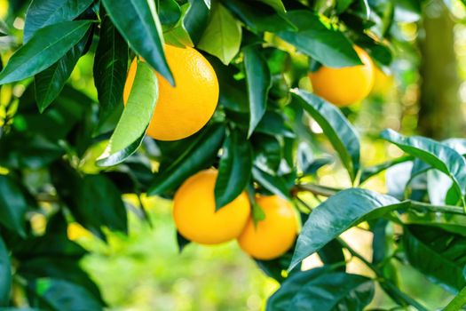 Spectacular view of the Orange Garden, summer background. Farming content. A picturesque day and a gorgeous scene. Wonderful wallpaper image. Discover the beauty of the world.