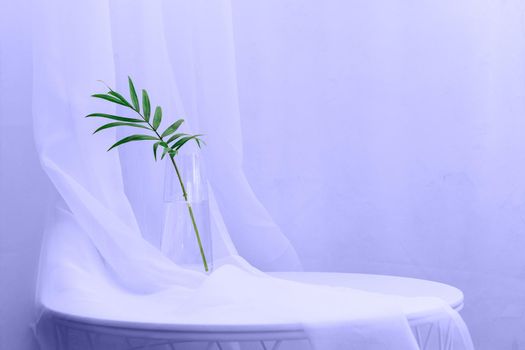 Chamaedorea elegans plant in glass water for interior home decoration, white background with copy space. Water propagation for indoor plants.