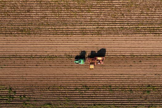 Farmer are harvesting potatoes on a huge brown field with the help of a tractor. Top-down aerial shot of farming workers