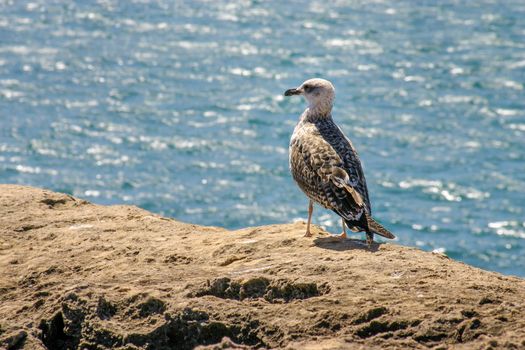 Lesser black-backed gull (Larus fuscus) standing on a rock with sea in background, on a bright sunny day.