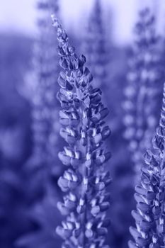 Bunch of violet blue lupine flowers in a summer meadow background. Demonstrating the colors of 2022 - Very Peri