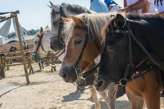 Portrait of a horse heads with long mane and partial harness