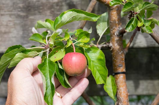 woman,show fresh apple in a apple tree, ready to eat