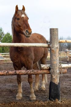 The brown horse is standing in the paddock. Vertical position of the frame