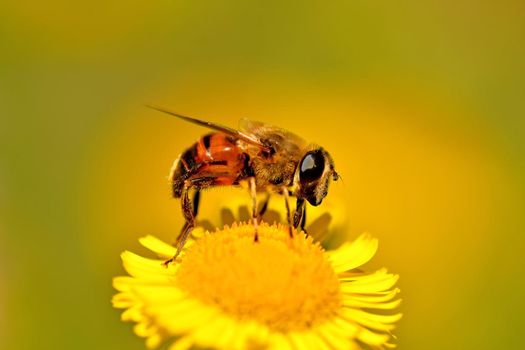 Drone fly, hoverfly on yellow flower