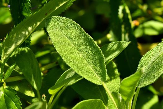 sage, medicinal plant with leaves