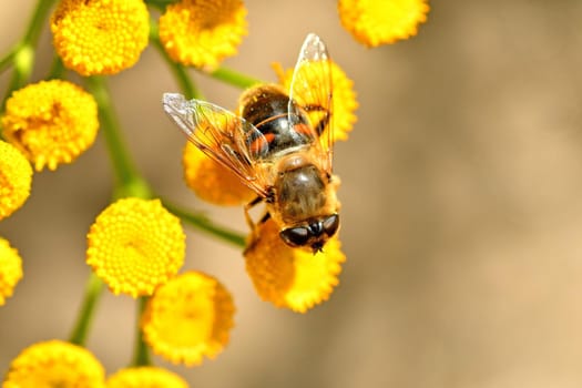 Drone fly, hoverfly on yellow flower