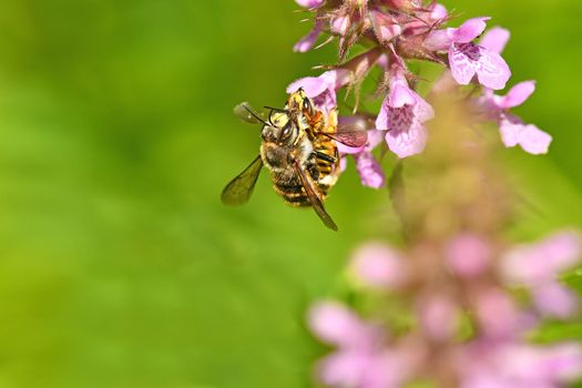 bees during reproduction on a flower