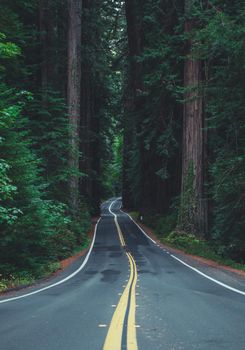 Famous California Redwood Highway Vertical Photo. Ancient Woodland. Eureka, CA United States of America.