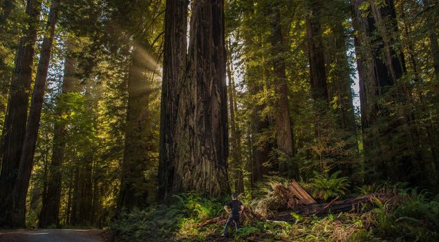 Caucasian Hiker in Front of Ancient Sequoioideae Redwood Tree in Northern California Redwood National Park, United States of America.