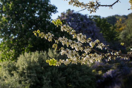 Colorful flowers bloom in the spring in trees