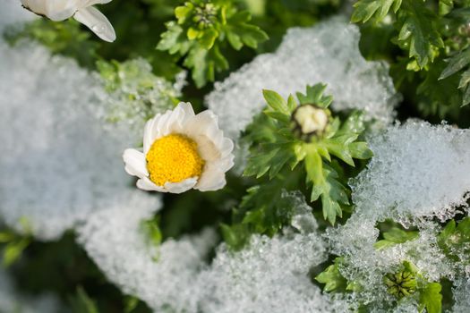 Early flowers oof the spring under snow in a garden