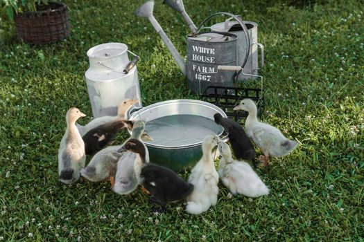 Ducks on the farm. Light and dark ducklings drink water from an iron trough. The concept of life on the farm.