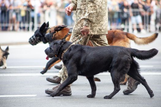 Dogs in the service of the state. Dog black labrador border guard on the street. Watchdog guard sniffer. Purebred dog on parade with the military.