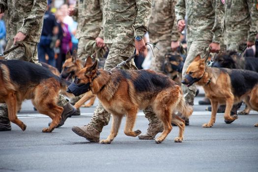 Dogs in the service of the state. Shepherd dog border guard on the street. A guard dog in a muzzle. Purebred dog on parade with the military