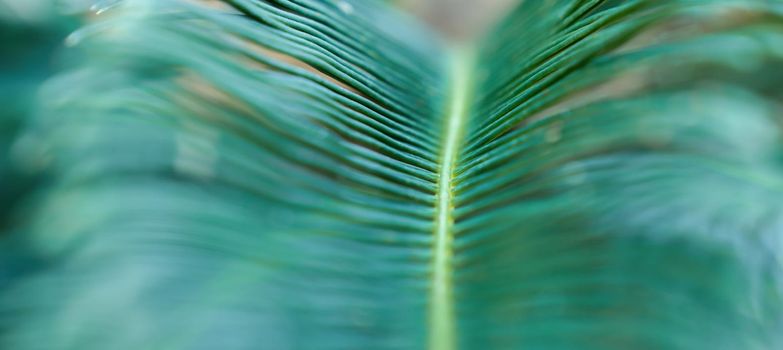 Blurred background of an exotic green leaf close-up. Banner, copy space