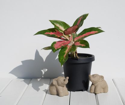 Aglaonema houseplant(Chinese Evergreen) in modern black   container and elephants statue  on white wood table wall background with long shadow