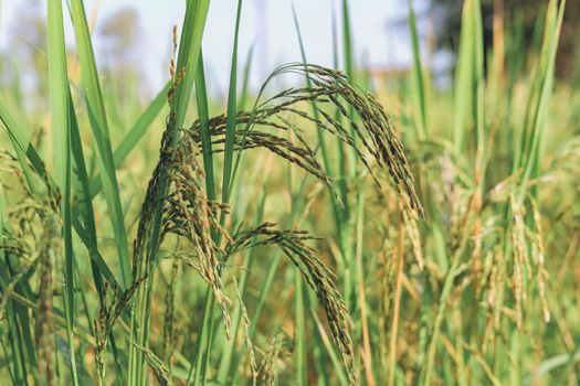 The rice ears that are beginning to turn yellow are looking forward to harvest day.