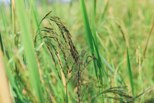 The rice ears that are beginning to turn yellow are looking forward to harvest day.