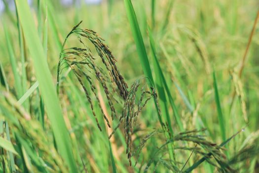 The rice ears that are beginning to turn yellow are looking forward to harvest day.