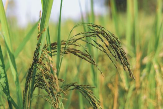 The rice ears that are beginning to turn yellow are looking forward to harvest day.