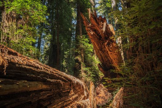 Fallen Ancient Redwood Tree in the Woodland of Northern California, United States of America.